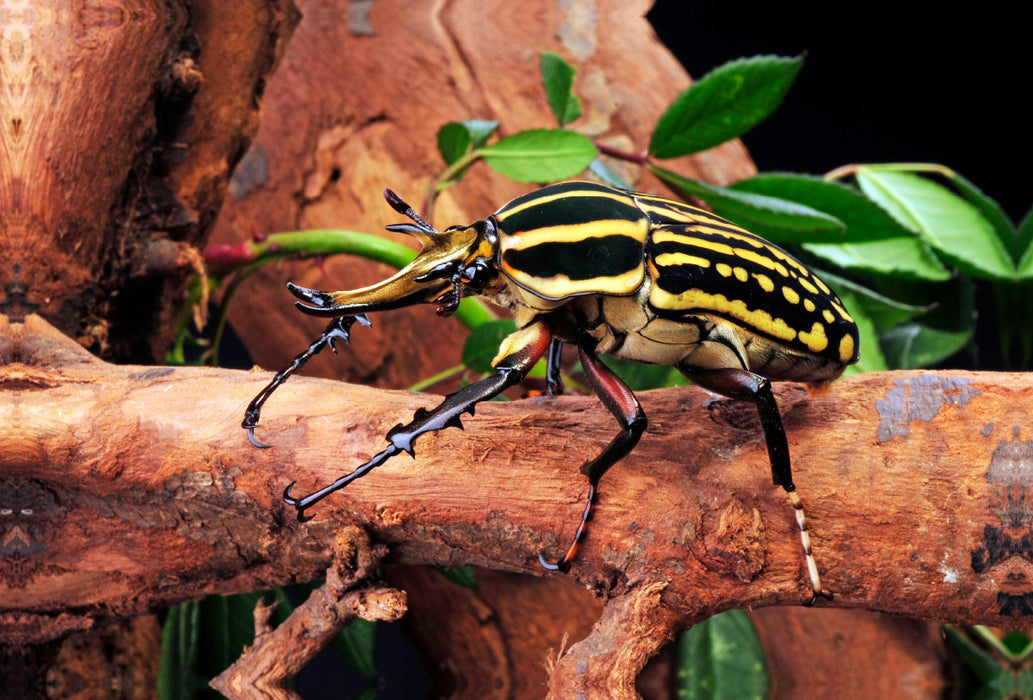 Premium textile canvas Premium textile canvas 120 cm x 80 cm across A motif from the Crawling Animals calendar
 Rose beetle (Mecynorrhina savagei) 