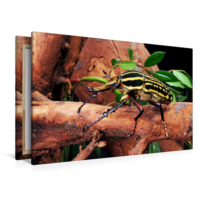 Premium textile canvas Premium textile canvas 120 cm x 80 cm across A motif from the Crawling Animals calendar
 Rose beetle (Mecynorrhina savagei) 