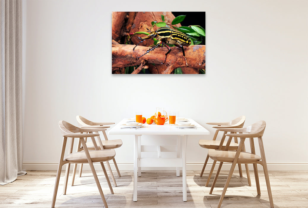 Premium textile canvas Premium textile canvas 120 cm x 80 cm across A motif from the Crawling Animals calendar
 Rose beetle (Mecynorrhina savagei) 