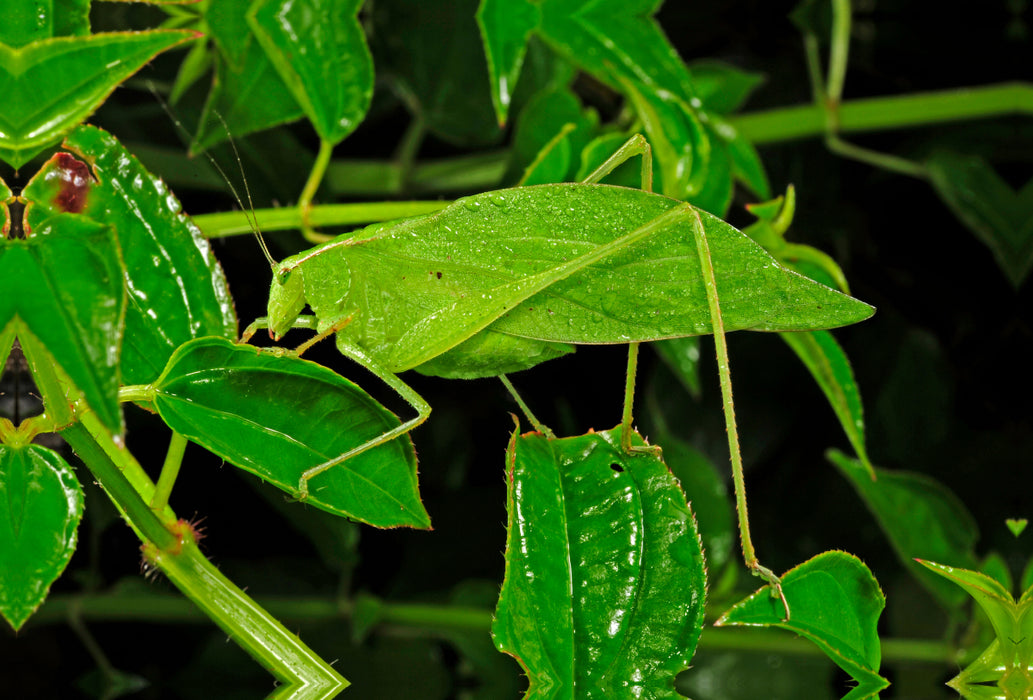 Premium textile canvas Premium textile canvas 120 cm x 80 cm landscape Leaf insect in Honduras (unknown species) 