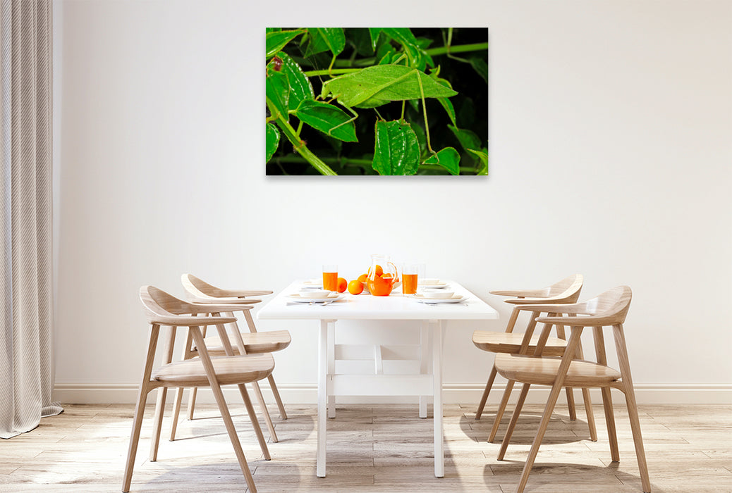 Premium textile canvas Premium textile canvas 120 cm x 80 cm landscape Leaf insect in Honduras (unknown species) 