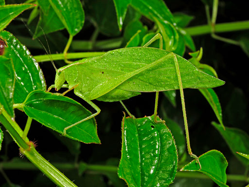 Blattschrecke in Honduras (unbekannte Art) - CALVENDO Foto-Puzzle - calvendoverlag 29.99