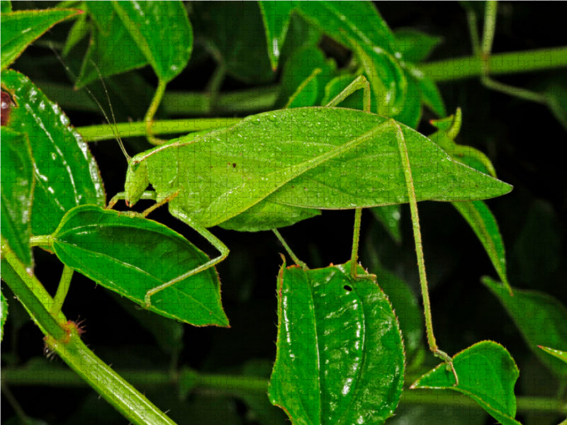 Blattschrecke in Honduras (unbekannte Art) - CALVENDO Foto-Puzzle - calvendoverlag 29.99