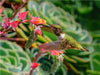 Vulkanelfe an einer Echeveria, Costa Rica - CALVENDO Foto-Puzzle - calvendoverlag 39.99