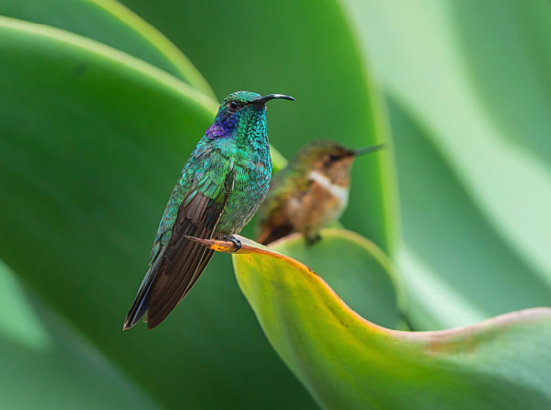 Kleiner Veilchenohrkolibri, dahinter Vulkanelfe, Costa Rica - CALVENDO Foto-Puzzle - calvendoverlag 39.99