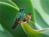 Kleiner Veilchenohrkolibri, dahinter Vulkanelfe, Costa Rica - CALVENDO Foto-Puzzle - calvendoverlag 39.99