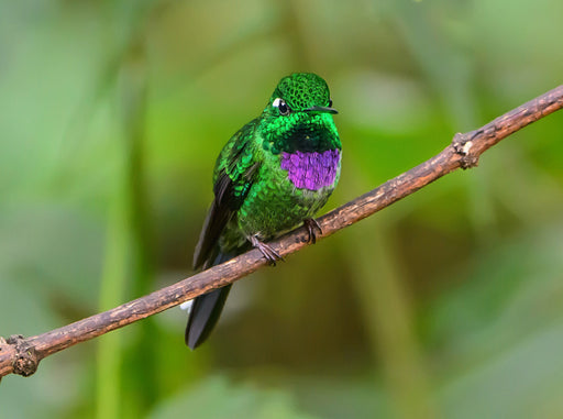 Purpurbrustkolibri, Ecuador - CALVENDO Foto-Puzzle - calvendoverlag 39.99