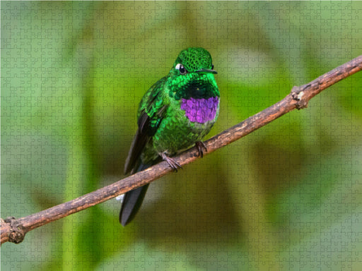 Purpurbrustkolibri, Ecuador - CALVENDO Foto-Puzzle - calvendoverlag 39.99