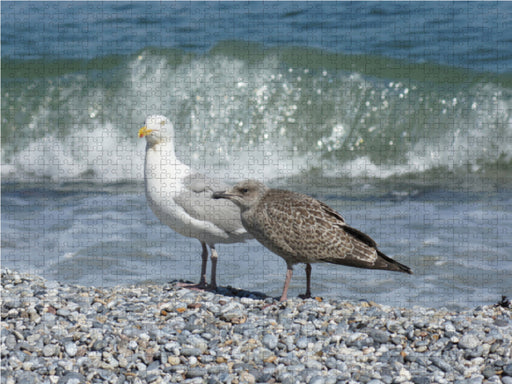 Möwe mit Küken - CALVENDO Foto-Puzzle - calvendoverlag 39.99