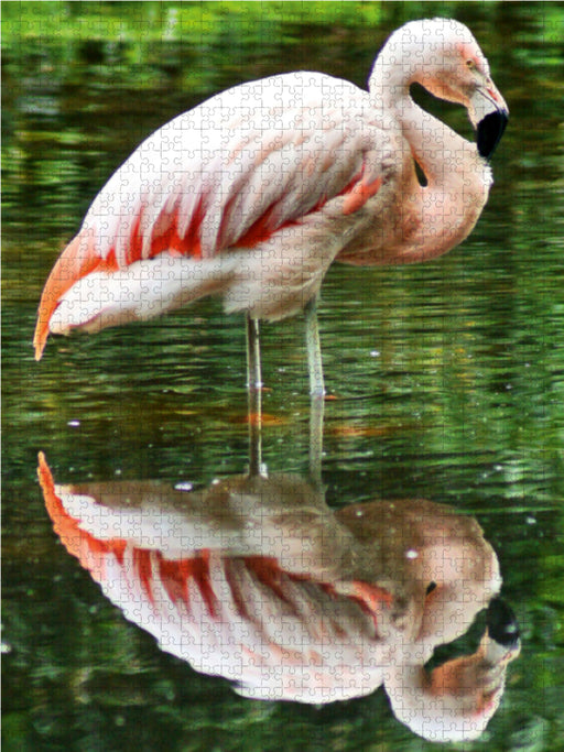 Rosaroter Flamingo mit Spiegelbild - CALVENDO Foto-Puzzle - calvendoverlag 39.99