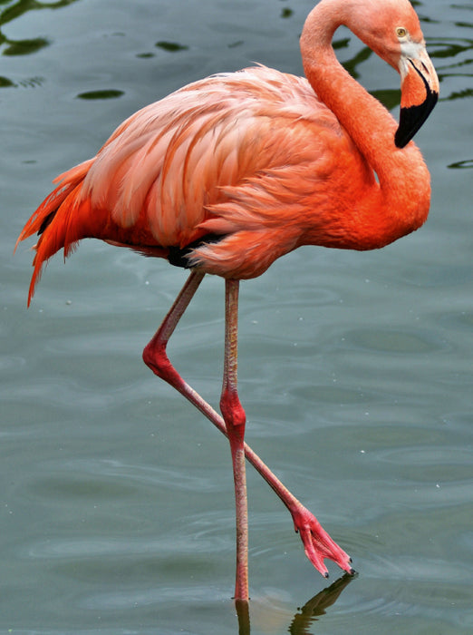 Rosaroter Flamingo - CALVENDO Foto-Puzzle - calvendoverlag 39.99