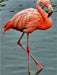 Rosaroter Flamingo - CALVENDO Foto-Puzzle - calvendoverlag 39.99