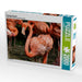 Flamingo Kolonie - CALVENDO Foto-Puzzle - calvendoverlag 39.99