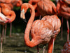 Flamingo Kolonie - CALVENDO Foto-Puzzle - calvendoverlag 39.99