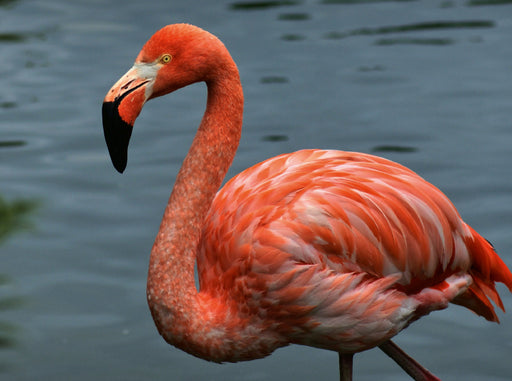 Eleganter Flamingo - CALVENDO Foto-Puzzle - calvendoverlag 39.99