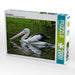 Brillenpelikan - CALVENDO Foto-Puzzle - calvendoverlag 39.99