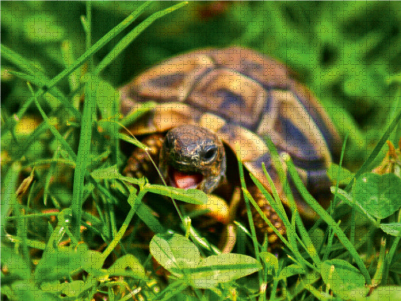 Schildkröten Dinner - CALVENDO Foto-Puzzle - calvendoverlag 39.99