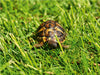 Griechisches Landschildkröten Baby auf der Wiese - CALVENDO Foto-Puzzle - calvendoverlag 39.99