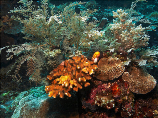 Korallen - CALVENDO Foto-Puzzle - calvendoverlag 29.99