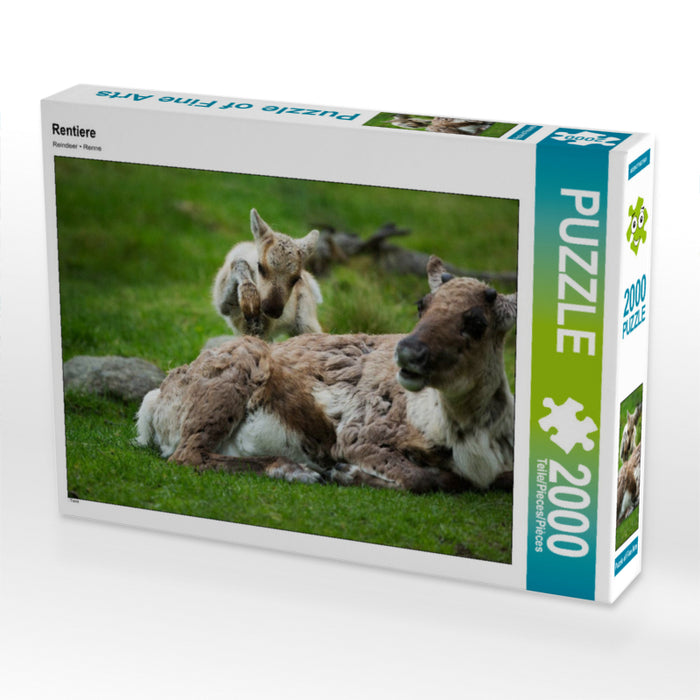 Rentiere - CALVENDO Foto-Puzzle