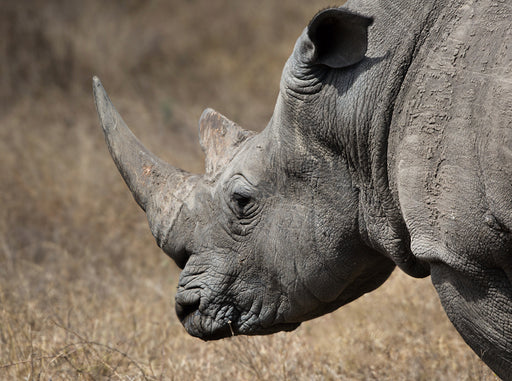 Weißes Nashorn - CALVENDO Foto-Puzzle - calvendoverlag 29.99