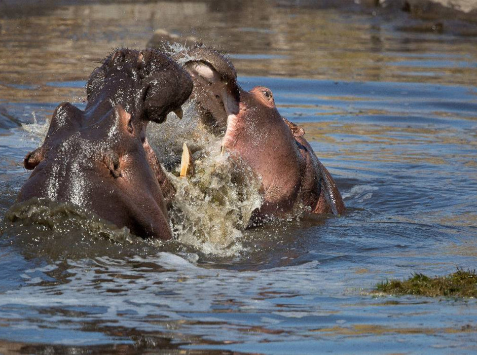 Nilpferde - CALVENDO Foto-Puzzle