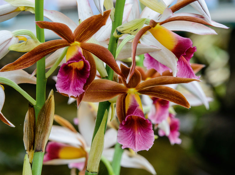 Phaius Tankervilliae - CALVENDO Foto-Puzzle - calvendoverlag 29.99