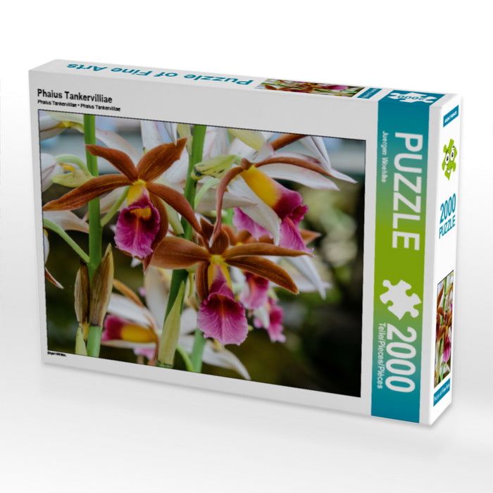 Phaius Tankervilliae - CALVENDO Foto-Puzzle - calvendoverlag 29.99