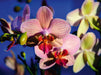 Phalaenopsis Hybride - CALVENDO Foto-Puzzle - calvendoverlag 29.99