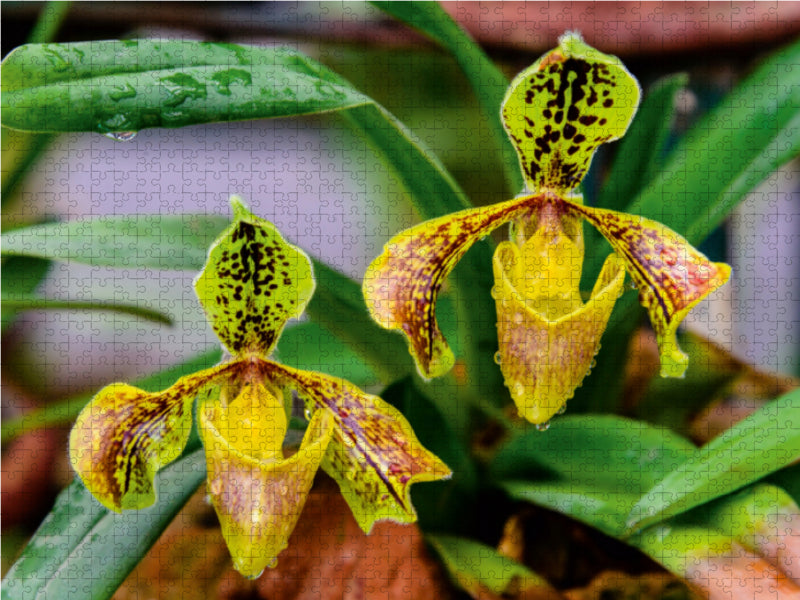 Paphiopedilum spec. - CALVENDO Foto-Puzzle - calvendoverlag 29.99