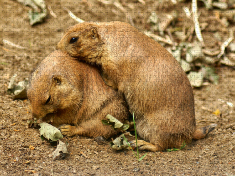 Präriehunde Kuscheln - CALVENDO Foto-Puzzle - calvendoverlag 39.99