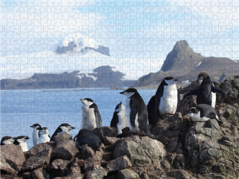 Die Antarktis / CH-Version - CALVENDO Foto-Puzzle - calvendoverlag 39.99
