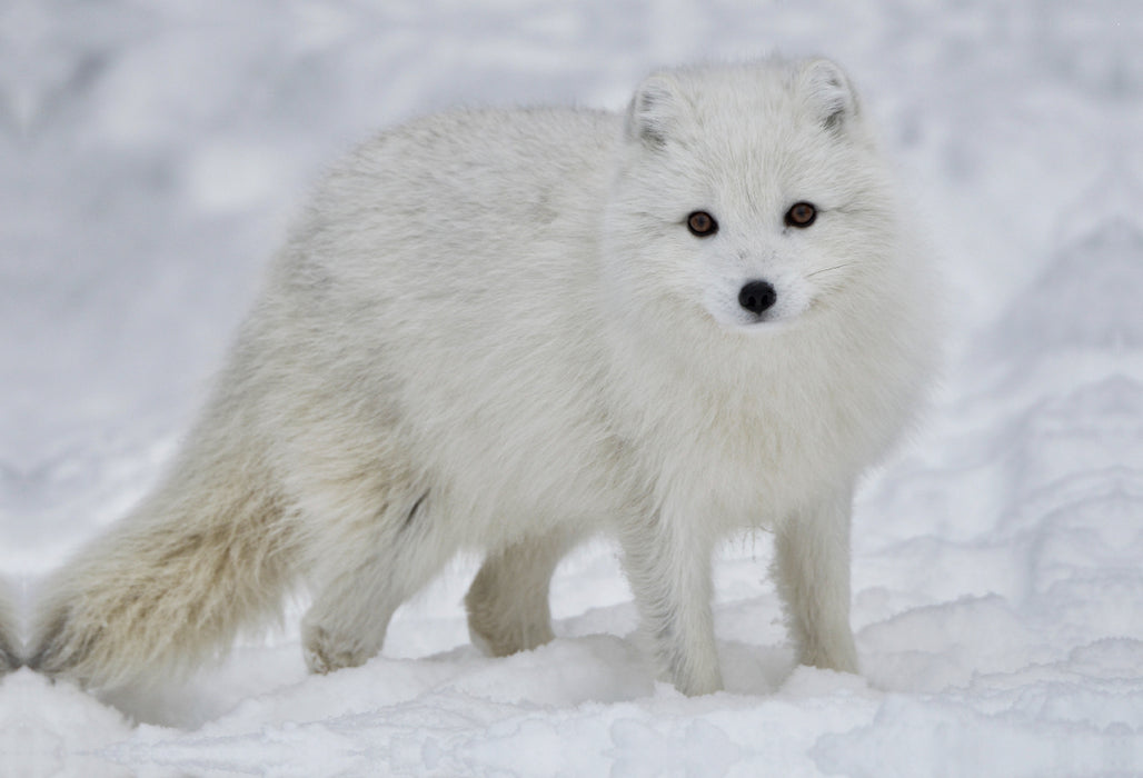 Premium textile canvas Premium textile canvas 90 cm x 60 cm across A fantastic photo of an arctic fox wildlife in winter on Iceland 