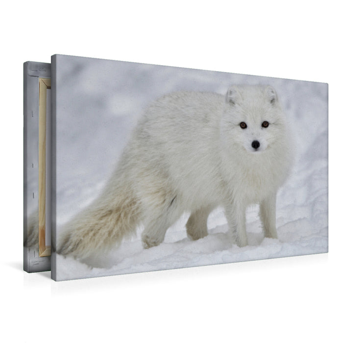 Premium textile canvas Premium textile canvas 90 cm x 60 cm across A fantastic photo of an arctic fox wildlife in winter on Iceland 