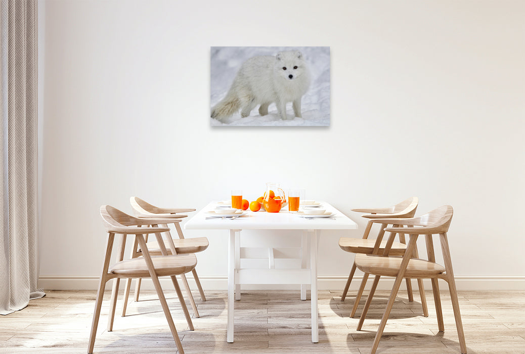 Premium textile canvas Premium textile canvas 90 cm x 60 cm across A fantastic photo of an arctic fox wildlife in winter on Iceland 