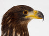 Seeadler - Haliaeetus albicilla - CALVENDO Foto-Puzzle - calvendoverlag 39.99