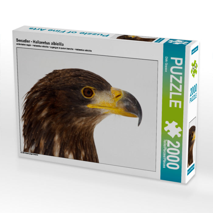 Seeadler - Haliaeetus albicilla - CALVENDO Foto-Puzzle - calvendoverlag 39.99