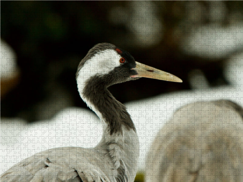 Kranich - Grus grus - CALVENDO Foto-Puzzle - calvendoverlag 39.99