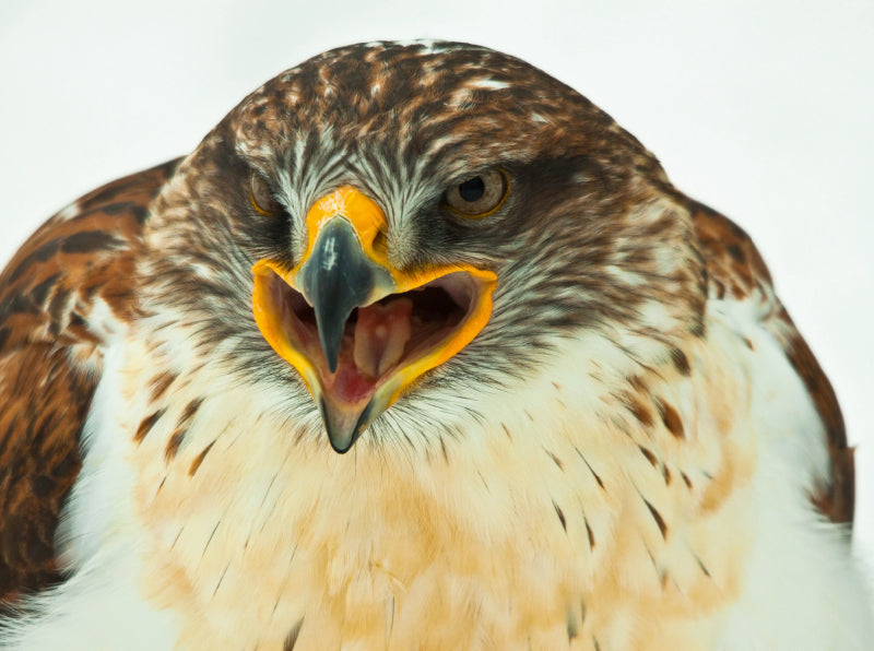 Koenigsraufussbussard - Buteo regalis - CALVENDO Foto-Puzzle - calvendoverlag 39.99