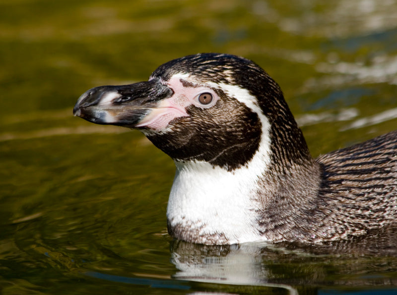 Humboldt-Pinguin - Spheniscus humboldti - CALVENDO Foto-Puzzle - calvendoverlag 39.99