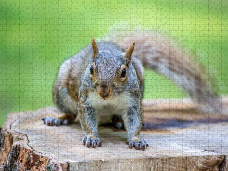 Grauhörnchen. Die nordamerikanischen Eichhörnchen. - CALVENDO Foto-Puzzle - calvendoverlag 29.99
