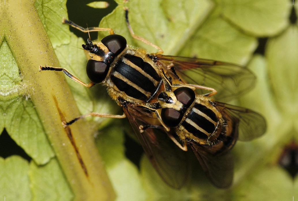 Premium textile canvas Premium textile canvas 120 cm x 80 cm landscape The common swamp hoverfly mating 