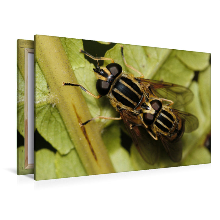 Premium textile canvas Premium textile canvas 120 cm x 80 cm landscape The common swamp hoverfly mating 