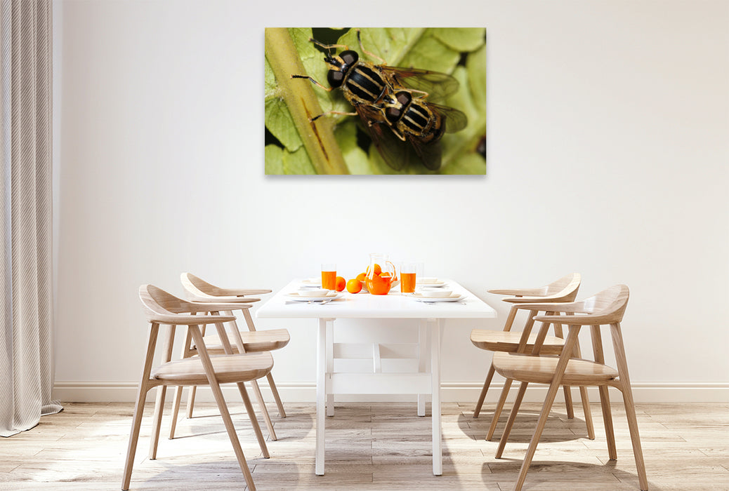 Premium textile canvas Premium textile canvas 120 cm x 80 cm landscape The common swamp hoverfly mating 