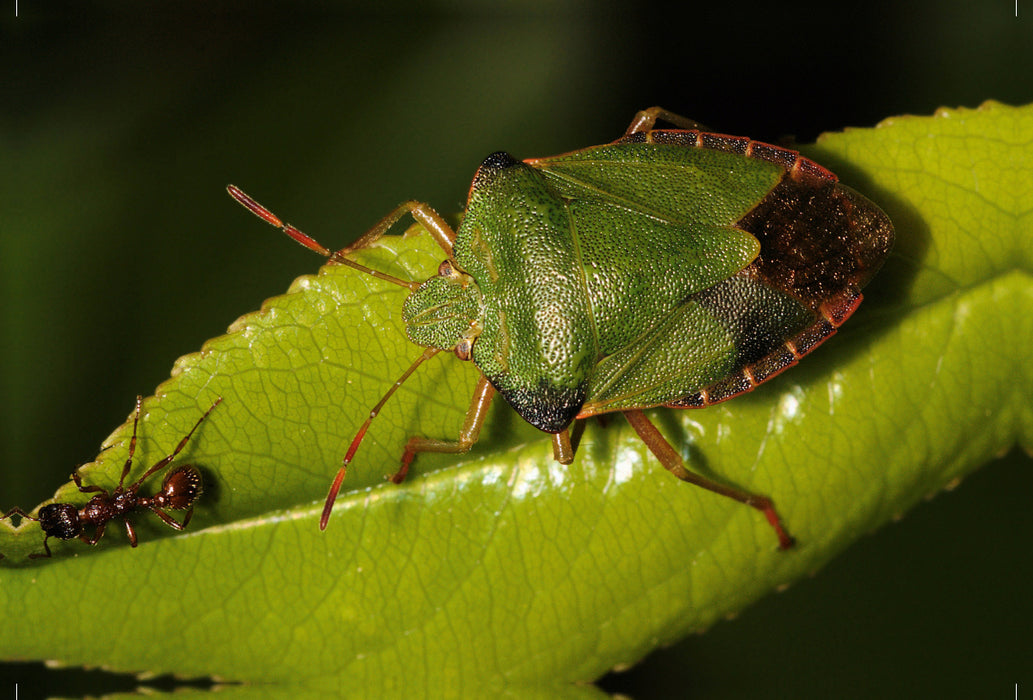 Premium textile canvas Premium textile canvas 120 cm x 80 cm landscape The green stink bug and the ant 