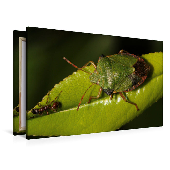 Premium textile canvas Premium textile canvas 120 cm x 80 cm landscape The green stink bug and the ant 