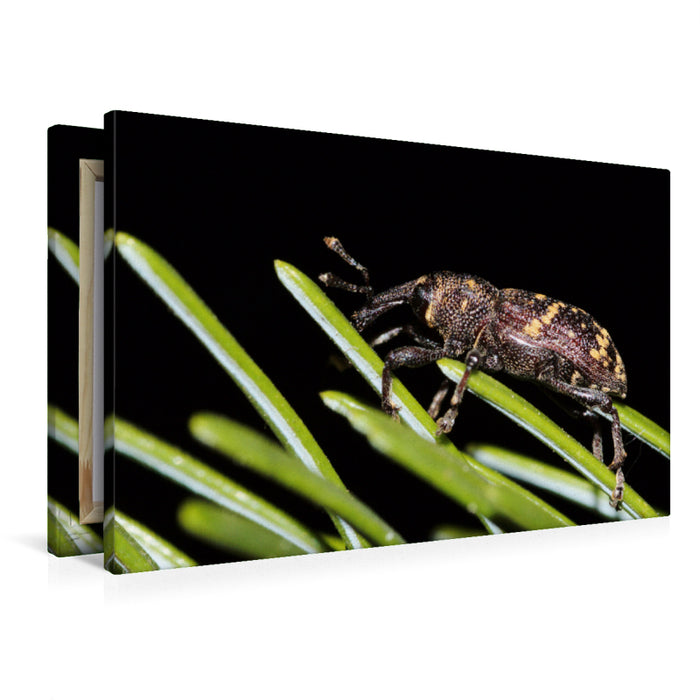 Premium textile canvas Premium textile canvas 90 cm x 60 cm landscape Spruce weevil on a conifer 