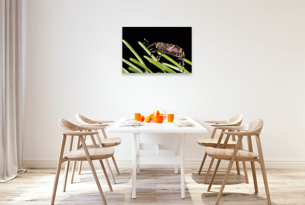 Premium textile canvas Premium textile canvas 90 cm x 60 cm landscape Spruce weevil on a conifer 