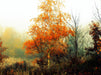 Herbst im Pennigbüttelermoor / Teufelsmoor - CALVENDO Foto-Puzzle - calvendoverlag 29.99