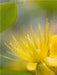 Gelber Blütentraum - CALVENDO Foto-Puzzle - calvendoverlag 29.99